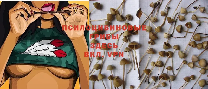 Псилоцибиновые грибы Cubensis  OMG   Завитинск 